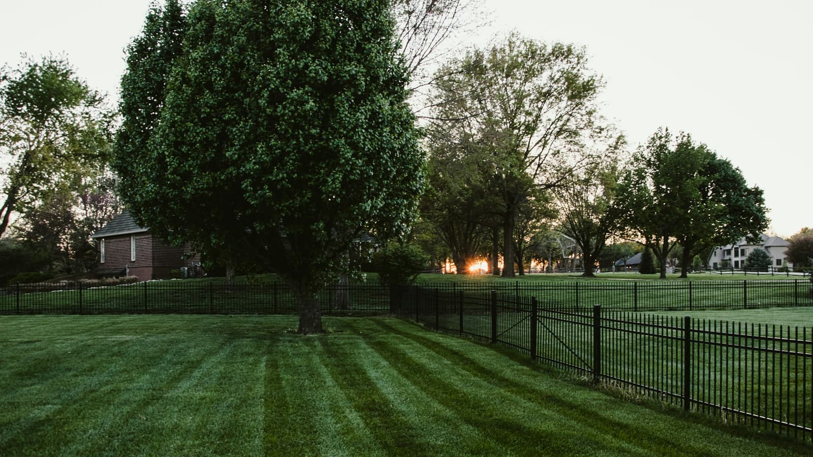 Freshly mowed striped lawn in a suburban backyard with a black metal fence and mature trees at dusk